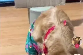 3斤牛心、整盆鸡腿！还喂辣椒？宠物博主让狗当大胃王博眼球！网友怒了图片