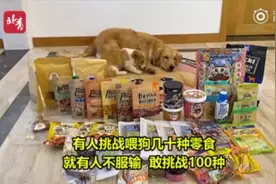视频博主强迫宠物狗当大胃王，网友怒了：拒绝虐待图片