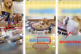 不忍直视！宠物博主让狗当大胃王，吃100种零食、强塞辣椒图片