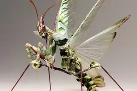 入境玩具内藏4000多枚魔花螳螂卵 为外来入侵物种