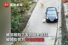 “专业碰瓷鹅”！暴躁大白鹅公路上见车就拦 邻居：跟狗学的图片