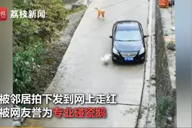 “专业碰瓷鹅”！暴躁大白鹅公路上见车就拦 邻居：跟狗学的图片