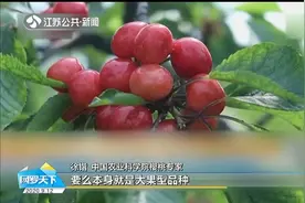 市面上99%大个樱桃是用了膨大剂？还能不能吃？专家权威解读！视频封面