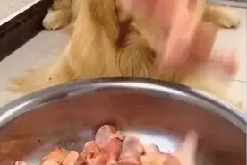 让宠物当大胃王？一次吃100种零食，强迫吃辣椒！网友怒了：良心何在？图片