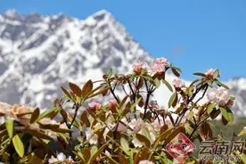 跟团游低于这个价就要小心！云南最新旅游消费提示来了图片