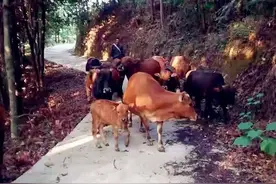 精准发力，一户一策，宜春市袁州区中坑村脱贫路上不落一户一人图片