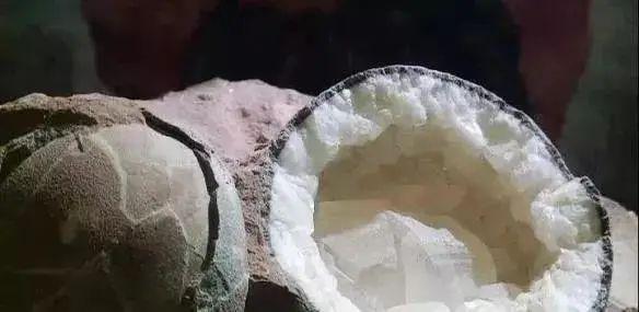 没挖过恐龙蛋，都不好意思说是河源人