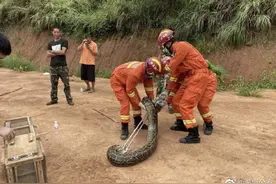 网传深圳梅林水库惊现巨蟒？真相来了图片