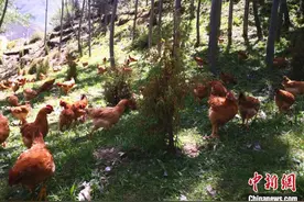 鸡肉价格大跌！商家大促销，你“鸡肉自由”了吗？图片