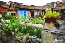 同安猪，牵到厦门变“蜘蛛”图片