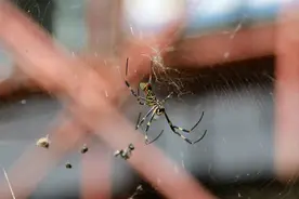 颜色妖艳、个头很大！你的小区被这种可怖生物“入侵”了吗？图片