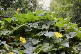 丝瓜与广东丝瓜，清香总在黄昏后图片