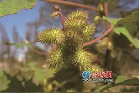 轻信苍耳偏方治鼻炎 5岁女孩肝衰竭图片