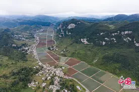 小香葱变身“致富草”“万亩香葱”基地造福贵州赫章县松林坡乡图片