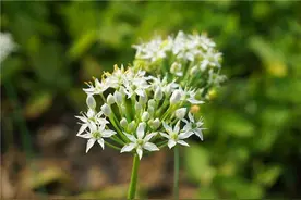 韭菜都吃过 韭菜开花见过吗图片