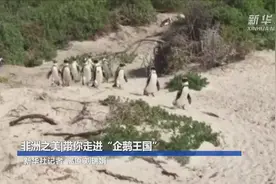 非洲之美|带你走进“企鹅王国”视频封面