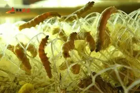 黄金蚕宝宝 村民“致富宝”图片