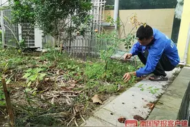 南宁多个小区蛇出没！小区居民与蛇共生十余年，如今捕蛇是喜是忧？图片