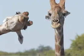 年度搞笑野生动物摄影大赛！被抓拍的动物们，简直从头开始啊哈哈哈哈图片