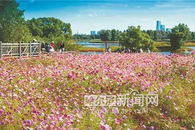 格桑花开图片