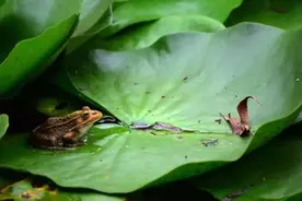 非法捕获癞蛤蟆226只！泸州两女子被判拘役图片