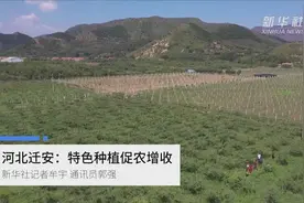 河北迁安：特色种植促农增收视频封面