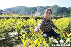 同走小康路 共营美丽家丨浙川协作引来东部“黄金叶”偏远山村被“点活”图片