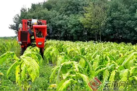 云南马龙烤烟机械化采烤试验示范取得实效图片