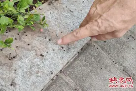 生态廊道里数百棵树闹虫灾 市民：落到人身上又痒又疼图片