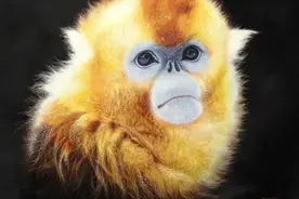 一针一线绣出万物之美！她让传统苏绣惊艳世界图片