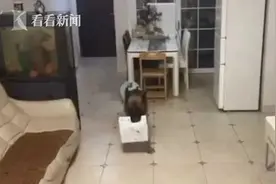 这只深圳狗狗火了！在家监督小主人写作业，还敢拿衣架“伺候”图片