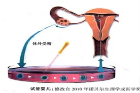 「生殖吧」唤醒沉睡的公主（卵子）图片