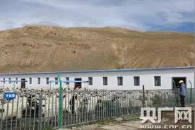 “新时代·边疆行—西藏篇”：岗巴羊让羊倌变羊管图片