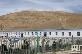 “新时代·边疆行—西藏篇”：岗巴羊让羊倌变羊管图片