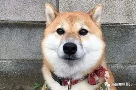 神秘学爱好者分享"灵异"宠物照…每一张都看得人好怕怕呢图片