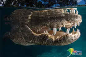 可怕！鳄鱼露巨大白牙“配合”拍照图片