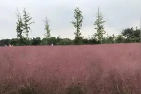 美了！荆州这里的粉色花海即将进入最佳观赏期图片