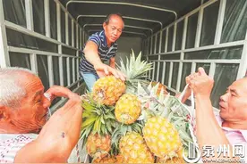 南安东田菠萝喜获丰收 山地长出致富“黄金果”图片