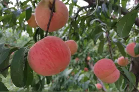 大桃品质高不愁卖 张克忠：希望种出更多“招牌桃”图片