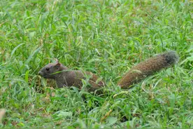 北京天坛公园松鼠林间穿梭觅食 萌态十足惹人爱图片