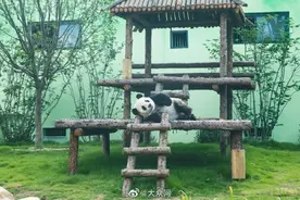 泉城欧乐堡动物王国：4只“国宝”大熊猫来啦，16日开园与游客见面图片