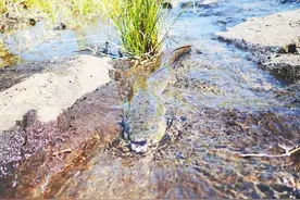 海南这种鱼能上树！捕食鸡鸭！往返高山大海之间图片