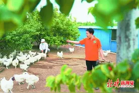 草原乌鸡蛋逐渐在北京站住脚，林下资源助力内蒙部分村民脱贫图片