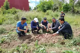 土豆可以生吃！巴塘种出“水果黄瓜味”马铃薯图片