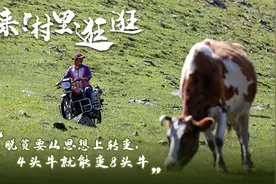 「来！村里逛逛」草原上的“摆渡人”图片