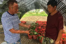淮南市芦集镇：红颜草莓，托起农民脱贫致富幸福梦图片