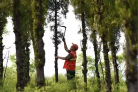 美媒报道：中国40年植树计划，经验可供世界参考图片