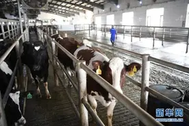 沙漠治理变身“奶牛乐园”「图」图片