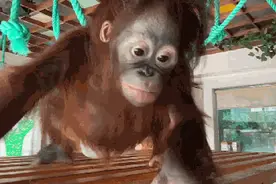 上海动物园穿尿布的“红毛丫头”一周岁啦图片