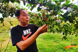 河北顺平：山沟里长出“金蛋子”图片